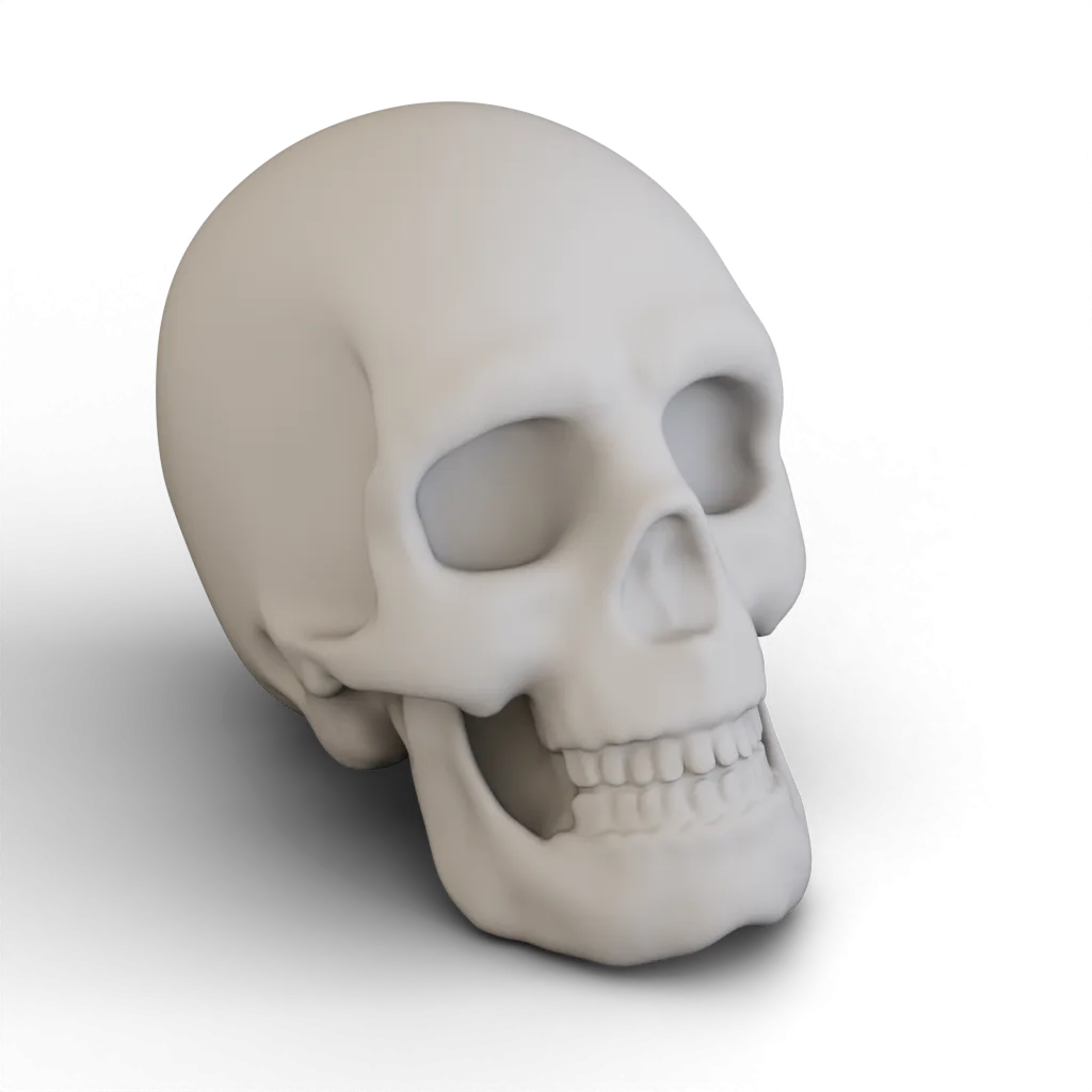 Simple Human Skull